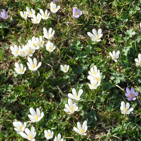 Apartament Haus Am Wiesenrain