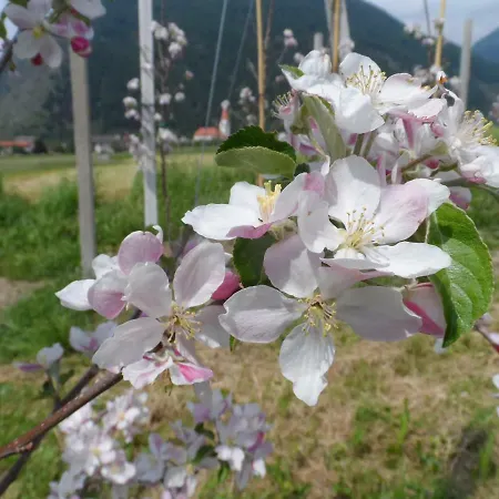 Haus Am Wiesenrain Apartament