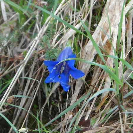 Apartament Haus Am Wiesenrain Leutasch