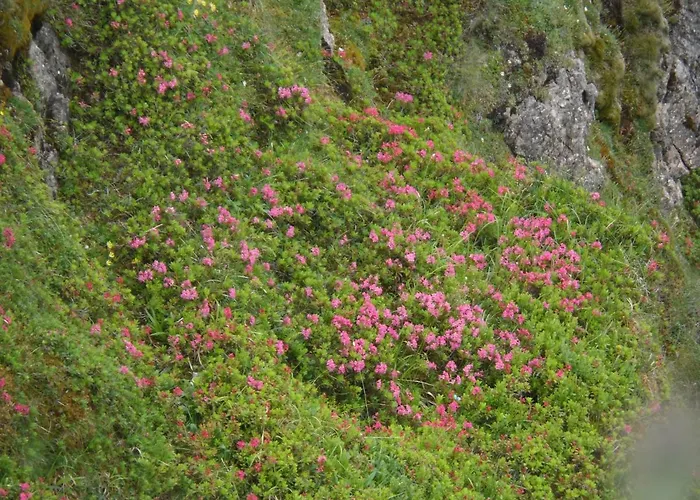 Appartement Haus Am Wiesenrain *