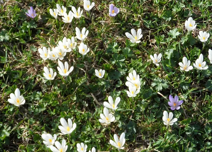 Appartement Haus Am Wiesenrain