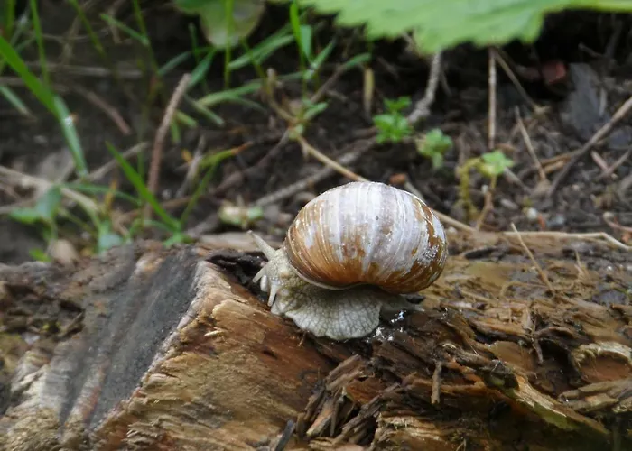 Haus Am Wiesenrain * Leutasch