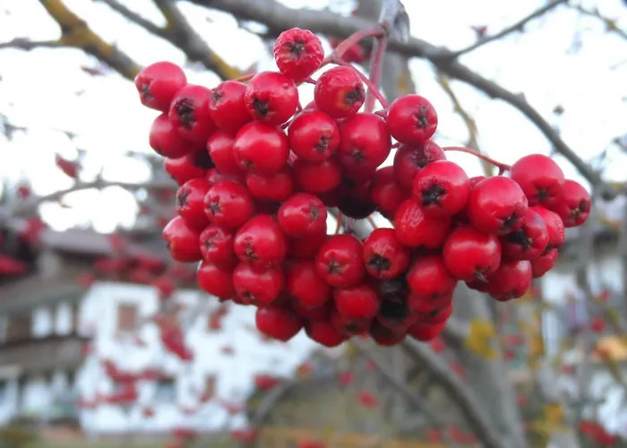 Appartement Haus Am Wiesenrain *