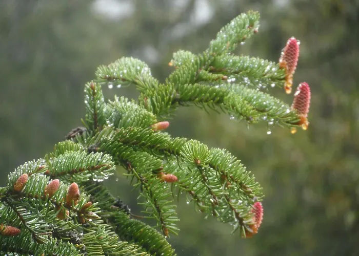 Appartement Haus Am Wiesenrain Leutasch