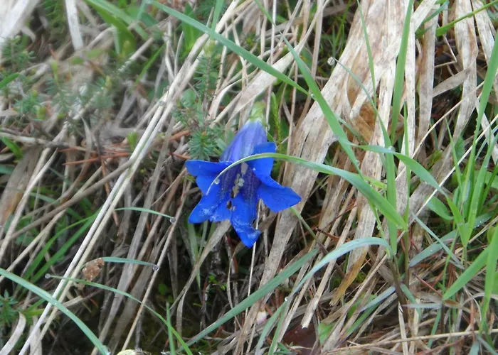 Appartement Haus Am Wiesenrain Leutasch