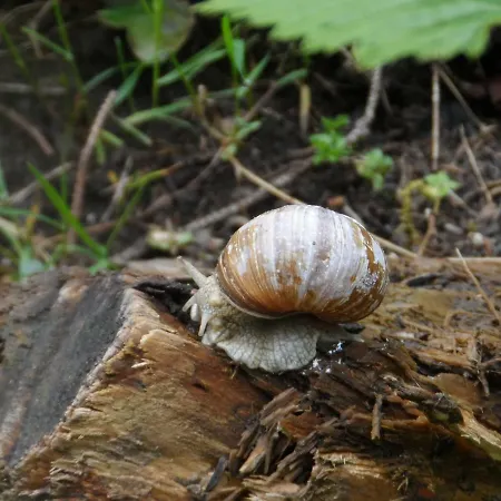 Haus Am Wiesenrain * Leutasch