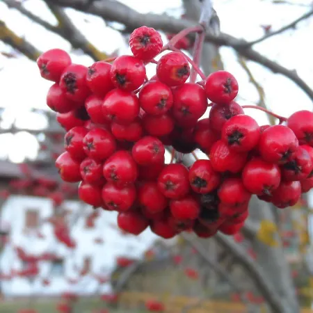 Appartamento Haus Am Wiesenrain *